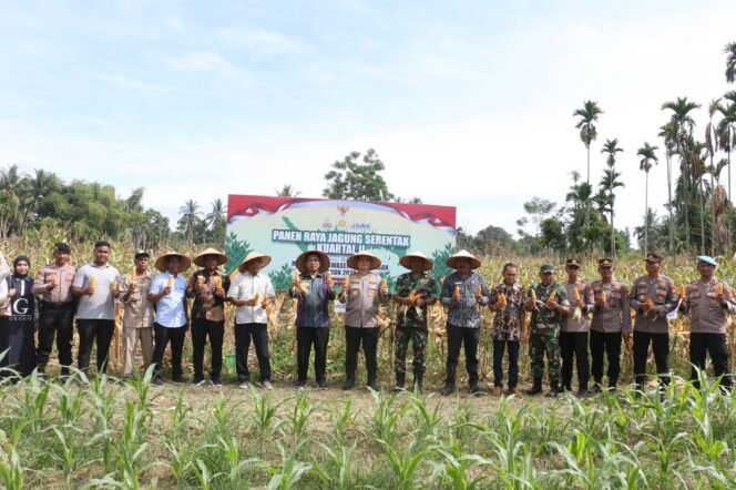 
					Panen Raya Jagung: Wujud Sinergi Pemerintah dan Masyarakat Pidie Jaya